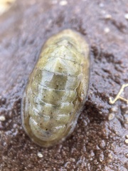 Ischnochiton cariosus