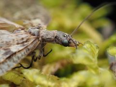 Archichauliodes diversus