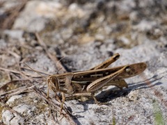 Schistocerca serialis cubense