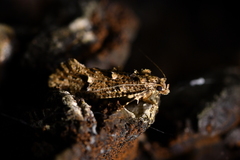 Lysiphragma epixyla