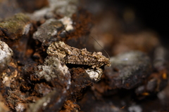 Lysiphragma epixyla
