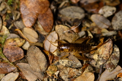 Hemiandrus maculifrons