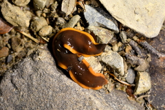 Arthurdendyus testaceus