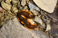 Arthurdendyus testaceus