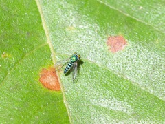 Condylostylus pruinosus