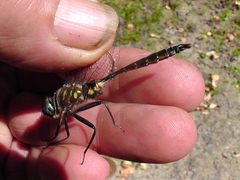 Somatochlora walshii