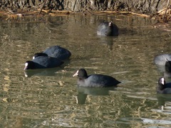 Fulica atra