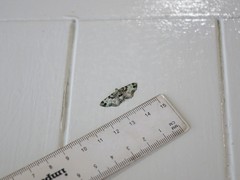 Pasiphila bilineolata