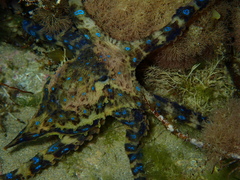 Hapalochlaena maculosa