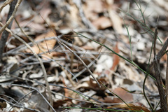 Anchiale austrotessulata