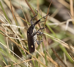 Rhinotia bidentata