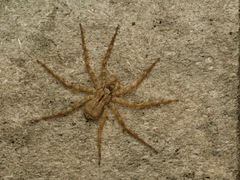 Selenops submaculosus