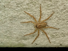 Selenops submaculosus