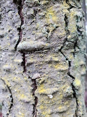 Chrysothrix candelaris