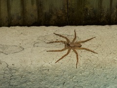 Selenops submaculosus