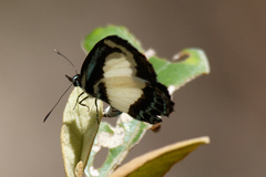 Psychonotis caelius