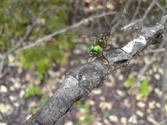 Somatochlora walshii