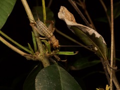 Tafalisca eleuthera