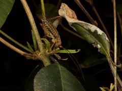 Tafalisca eleuthera
