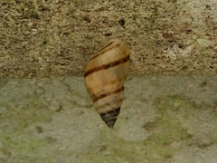 Bulimulus guadalupensis
