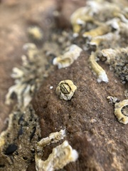 Chthamalus antennatus