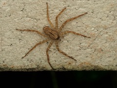 Selenops submaculosus