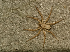 Selenops submaculosus