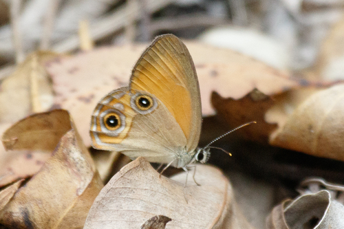 Orange Ringlet photo 3