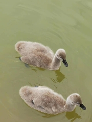 Cygnus atratus