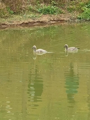 Cygnus atratus