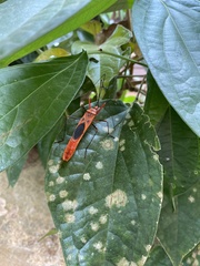 Macrocheraia grandis