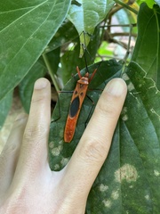 Macrocheraia grandis