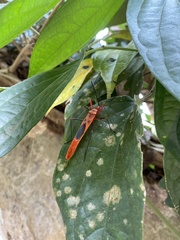 Macrocheraia grandis