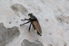 Blepharotes coriarius