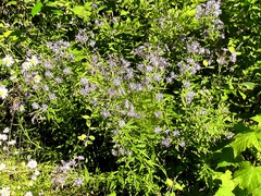 Canadanthus modestus