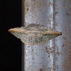 Cratoptera group