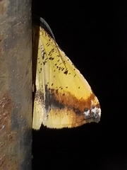 Cratoptera group