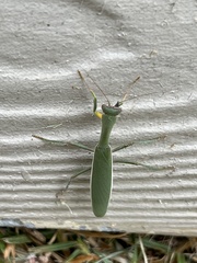 Orthodera