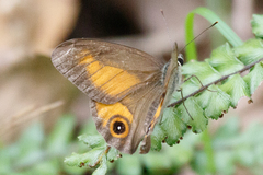 Hypocysta irius