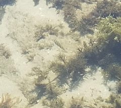 Acanthurus triostegus