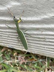 Orthodera