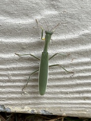 Orthodera