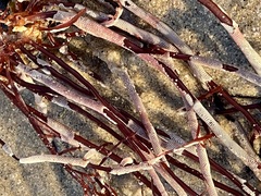 Jellyella tuberculata