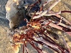 Jellyella tuberculata