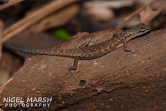 Saproscincus challengeri