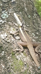 Tropicagama temporalis