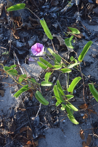 Beach Morning Glory