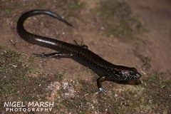 Silvascincus murrayi