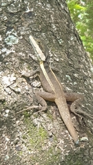 Tropicagama temporalis