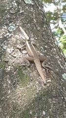 Tropicagama temporalis